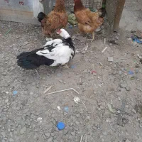 اردک اسرائیلی