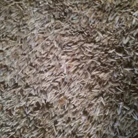 جو دیم درجه یک یک تمیز بدونه هیچ آشغالی