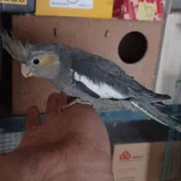 کمربند مشکی.عروس هلندی. سرلاکی. پرنده