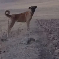 فروشی|سگ|باروق, |دیوار