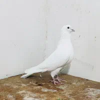 کبوتر پرشی|پرنده|آستانه اشرفیه, |دیوار