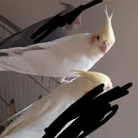 گمشده به یابنده مژدگانی داده میشود