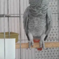 ماده کاسکو مست طوطی کاکادو