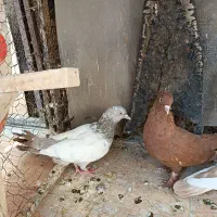 سه تا ماده بهبونی|پرنده|شیراز, تندگویان|دیوار