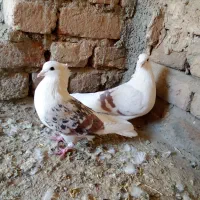 نرو ماده پلنگ میل سرخ|پرنده|دورود, |دیوار