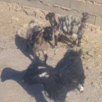 بزغاله دورگ ماده