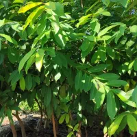 نهال جم4ساله