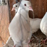 کبوترسیه ای وطوقی|پرنده|گلستان (تهران), |دیوار