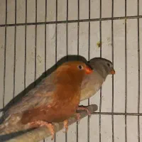 فنچ فول اورنج