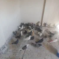 بوم تهرانی و اصفهانی