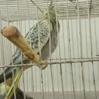 جوجه عروس هلندی مرواریدی ودسعی نیست|پرنده|شاندیز, |دیوار