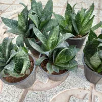 گل سانسوریا|گل و گیاه طبیعی|سبزوار, غرب نیروگاه|دیوار