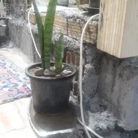 فروش گل وگلدان