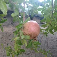 ۳۰۰۰ متر باغ مربع کامل موقعیت عالی