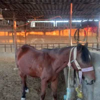 اسب ماده|اسب و تجهیزات اسب‌سواری|رامهرمز, |دیوار