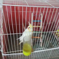 عروس هلندی|پرنده|مشهد, کوشک مهدی|دیوار