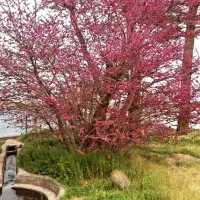 آبیاری قطره ای و طراحی فضا سبز