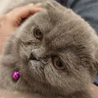 گربه اسکاتیش فولد ماده|گربه|تهران, گلستان (شهرک راه آهن)|دیوار