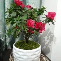 منزل ویلایی تک خواب‌