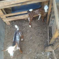 بره نر و کهروک شیر خوار نر