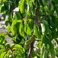 باغ ویلا در وایقان|فروش زمین و ملک کلنگی|شبستر, |دیوار