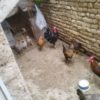 مرغ و خروس