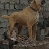 سگ سرابی اصیل