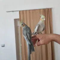 عروس هلندی رام