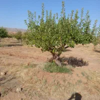 هرس کاری