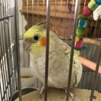 عروس هلندی رام دوتا نر و ماده