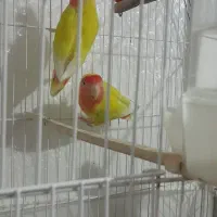 طوطی برزیلی