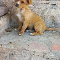 سگ پامر|سگ|مشهد, نیروی هوایی|دیوار