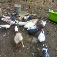 کبوتر۹عدد کبوتر|پرنده|لنگرود, |دیوار