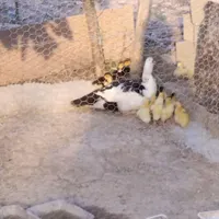 جوجه اردک اسراییلی