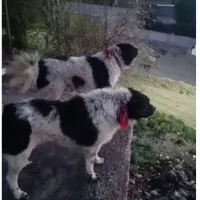 واگذاری دو عدد سگ نر