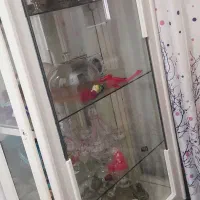 ویترین کاملا نووسالم