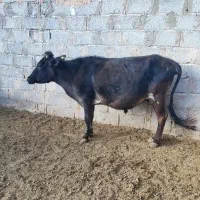 گاو نر و ماده مناسب قربانی و داشت