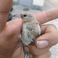 سره نوک بادمجانی یک وجبی