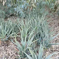 فروش نهال آلوورا