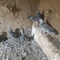 س چند جفت کبوترسالم سرمست المانی|پرنده|سورک, |دیوار