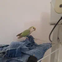 طوطی برزیلی|پرنده|سردشت, |دیوار