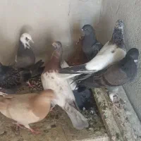 جوجه تهرانی