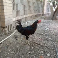 خروس اصیل محلی|حیوانات مزرعه|شیراز, شهرک بهار|دیوار