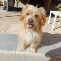 واگذاری سگ شیتزو