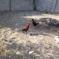 مرغ و خروس لاری