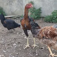 جوجه خروس لاری و محلی|حیوانات مزرعه|قائمشهر, |دیوار