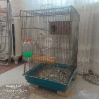 عروس هلندی