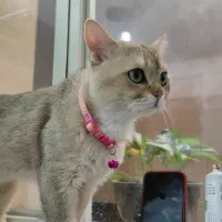 یک مثقال بریتیش