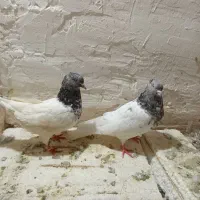 کبوتر|پرنده|نیشابور, فضل|دیوار