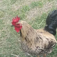 خروس معاوضه مرغ